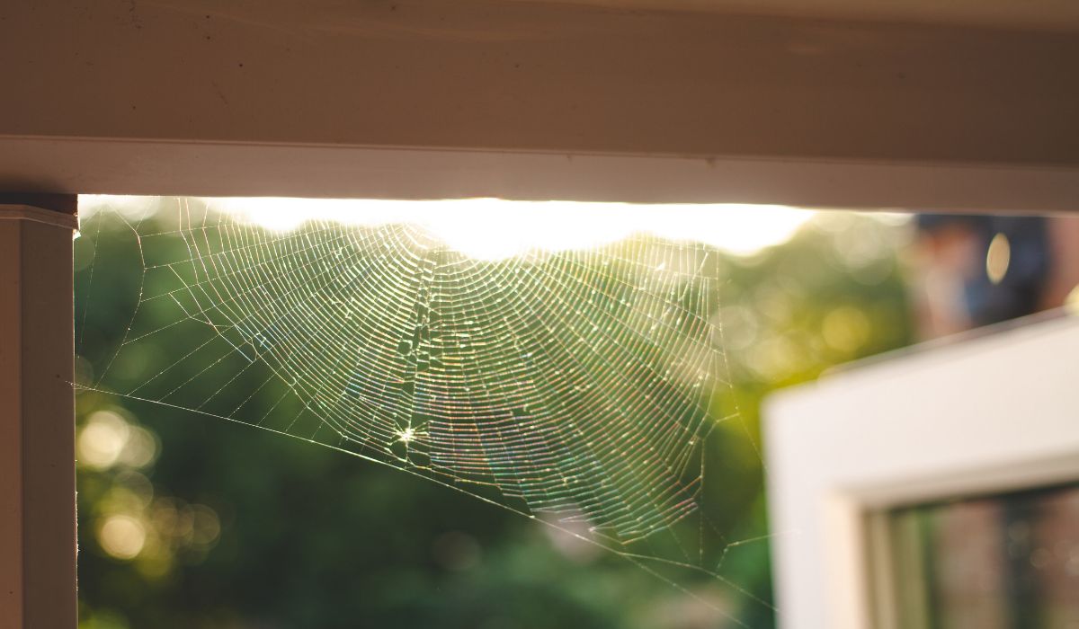 how-to-get-rid-of-cobwebs-outside