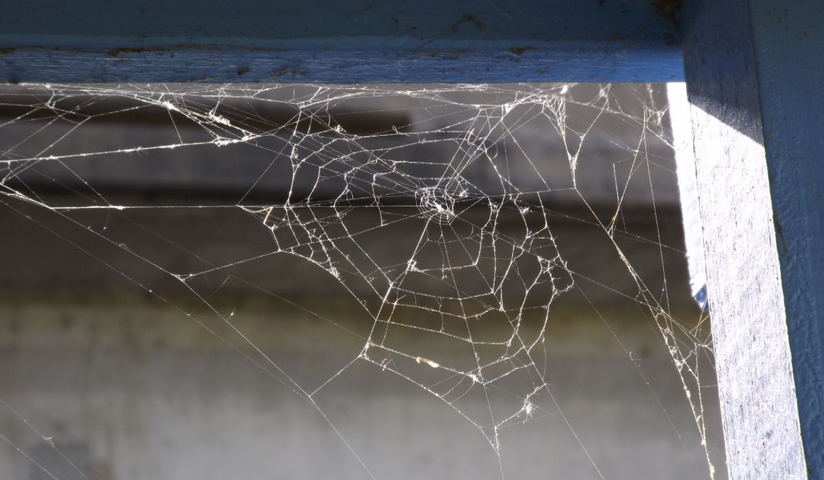 how-to-prevent-spider-webs