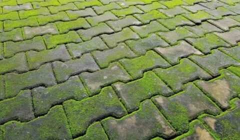 get-rid-of-green-algae-on-concrete