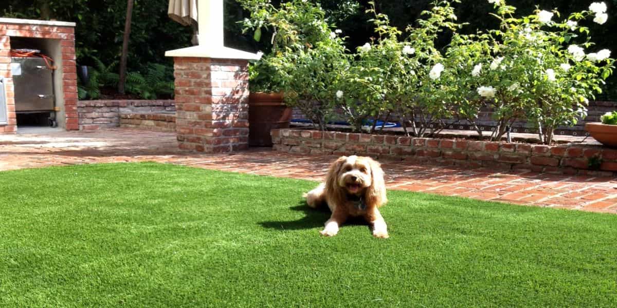 How to Install Artificial Grass for Dogs